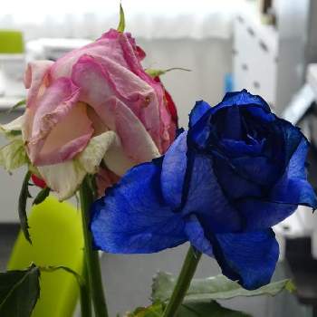 薔薇愛の画像 by 習志野花音♪さん | 小さな庭と思い出 ブルーローズと青い空と赤い薔薇と青い薔薇マニアと薔薇愛と青い薔薇が好きと薔薇愛同盟と青い薔薇の精と薔薇園と薔薇のある暮らし♡と#水曜ローズショーと青い薔薇☆と母の日にもらった青い薔薇と薔薇が好き❤と赤い薔薇と青い空とと神秘的な青い薔薇と薔薇たちと青い花  可愛い  薔薇との共演  風にそよそよ  蜜蜂がよく来る 一年草と青い空に薔薇とばら 薔薇 バラと赤い薔薇♡