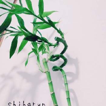 スパイラルの画像 by chiharunさん | 部屋とスパイラルバンブーと観葉植物と可愛いと七夕とスパイラル