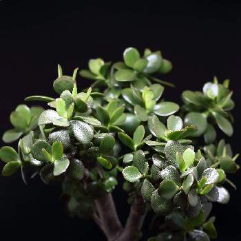 桜花月の投稿画像一覧 Greensnap グリーンスナップ