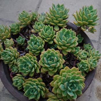 プロリフェラ丼の投稿画像一覧 Greensnap グリーンスナップ