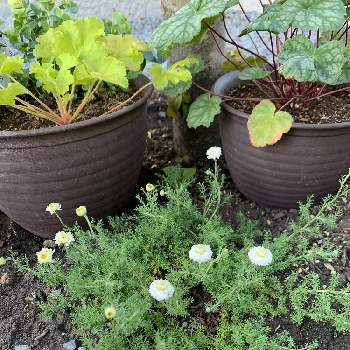 下草の画像 by K livingさん | 小さな庭とダブルフラワーカモミールと植物のある暮らしと植物初心者と花が咲いたとカラーリーフ好きと下草