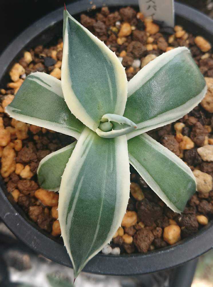 Agave applanata 'Cream Spike' アガベ クリームスパイク成長記録