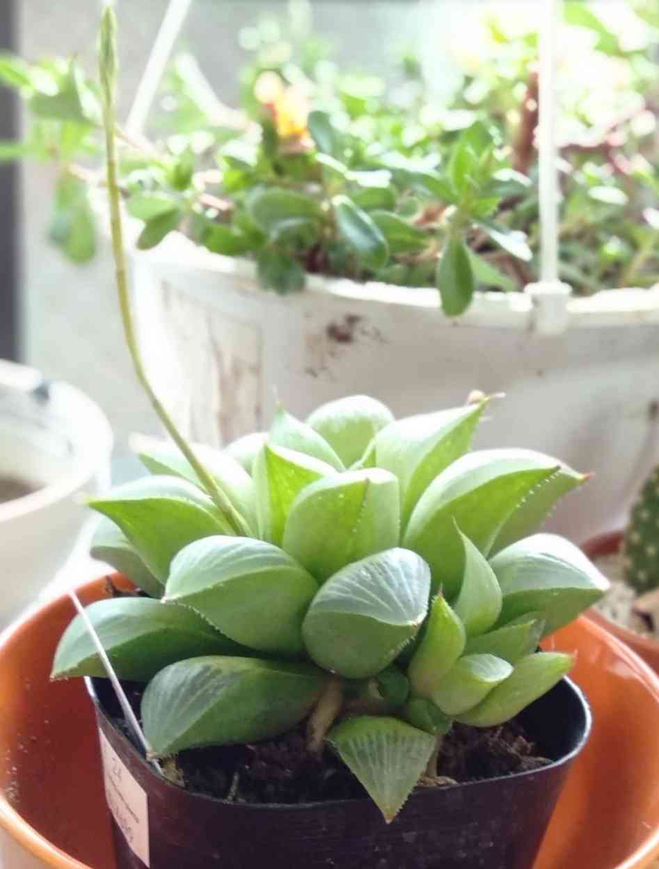 ハオルチア｜🍀GreenSnap（グリーンスナップ）