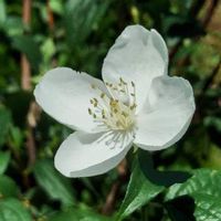 バイカウツギ 梅花空木 の育て方 植え付けの時期や水やりの頻度は Greensnap グリーンスナップ