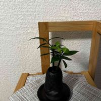 ナギ,梛の木,ハイドロカルチャー,新しい芽,棚の画像