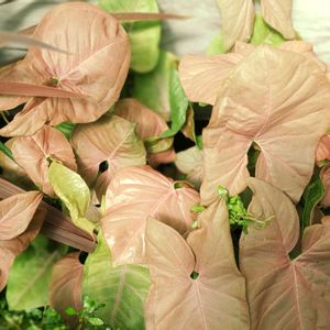 シンゴニウム,シンゴニウム ネオン,シンゴニウム ネオン,シンゴニウムネオン,観葉植物の画像