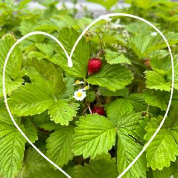 野いちごの投稿画像一覧 Greensnap グリーンスナップ