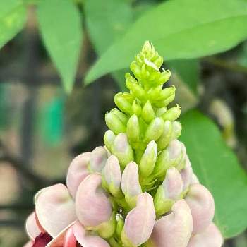 アピオスの投稿画像一覧 Greensnap グリーンスナップ アピオスの投稿画像一覧 Greensnap グリーンスナップ