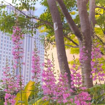都会のオアシスの画像 by UFOさん | お出かけ先とミソハギと風の広場と都会のオアシスと目についた植物とお花探しとお散歩