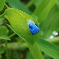 ツユクサ,青い花マニア,チーム・ブルー,チーム・ブルーNo.093,散歩の途中で∪∵∪の画像
