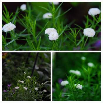 アキレア ノブレッサの投稿画像一覧 Greensnap グリーンスナップ