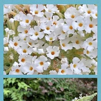 白の花の画像 by mimimiさん | お出かけ先とブッドレアと金曜日の蕾たちといつもありがとう♡とGSミニモニ。とカワイイ♡といつも心に太陽をと白の花