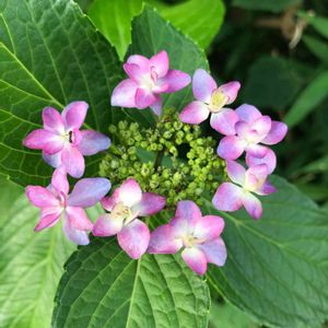 紫陽花,街の植栽,花が咲きました,街のカダン,街で見かけた花の画像