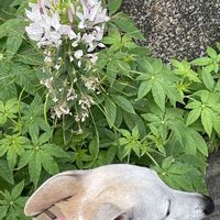 クレオメ,白い花,犬の散歩,お出かけ先の画像