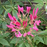 クレオメ,クレオメ,今日のお花,お出かけ先の画像