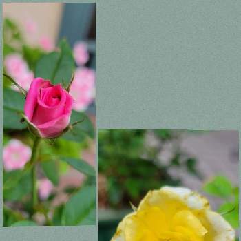 黄色いバラの画像 by るりさん | 毎日ピンクの日とばら バラ 薔薇とピンクの花とピンク❤︎ピンクと黄色い花と黄色の花とバラ・ミニバラと黄色いバラ
