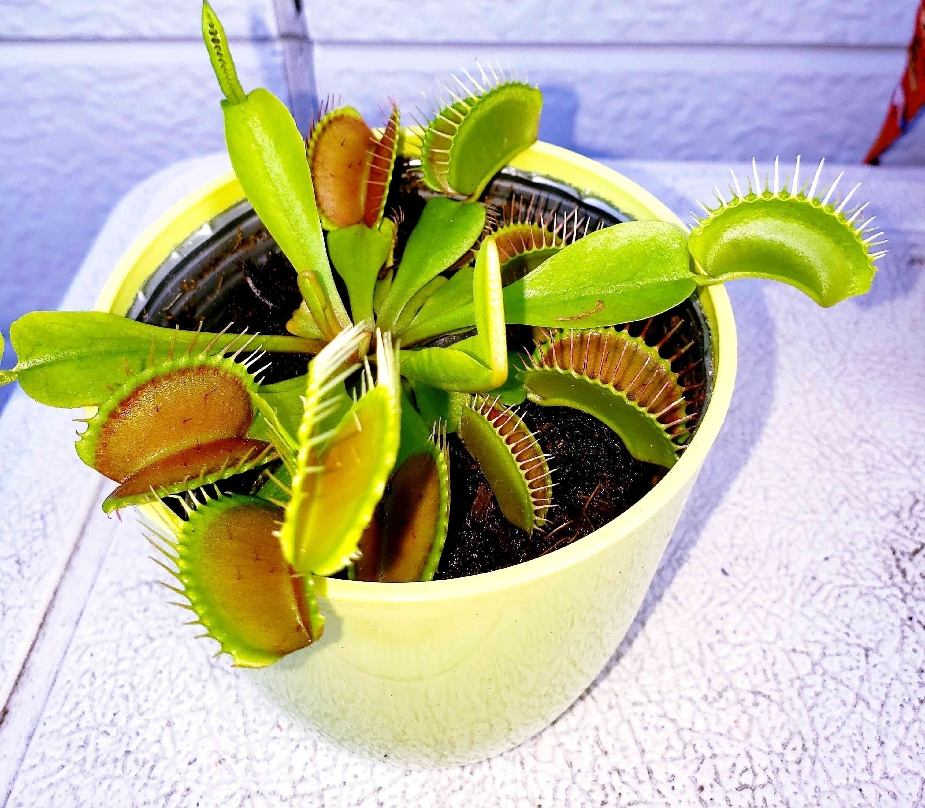 ハエトリくんとふしぎな食虫植物のせかい ハエトリくんとふしぎな食虫