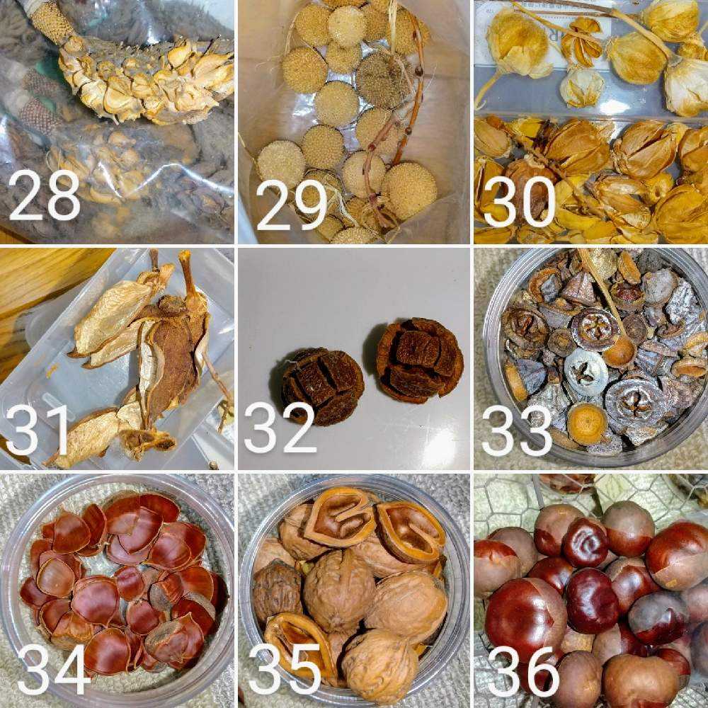 木の実のツリー】【木の実のまとめ】｜🍀GreenSnap（グリーンスナップ）