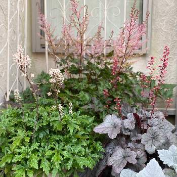 ティアレラ ピンクスカイロケットの投稿画像一覧 Greensnap グリーンスナップ