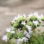 細葉 マウンテンミントの一覧 Greensnap グリーンスナップ