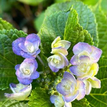 アジサイ フェアリーアイの投稿画像一覧 Greensnap グリーンスナップ