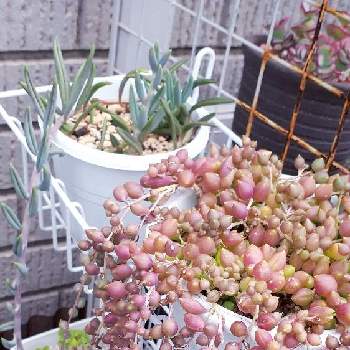 ピーチネックレスの一覧 Greensnap グリーンスナップ ピーチネックレスの一覧 Greensnap グリーンスナップ