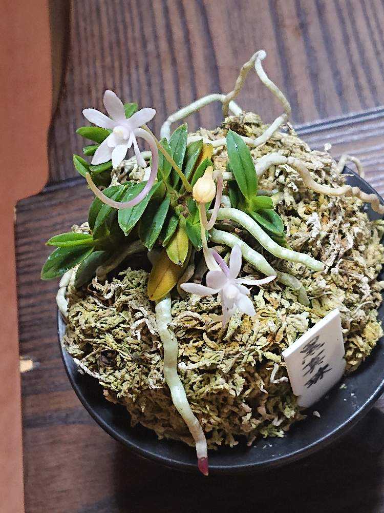 2022 風蘭の記録 備忘録｜🍀GreenSnap（グリーンスナップ）