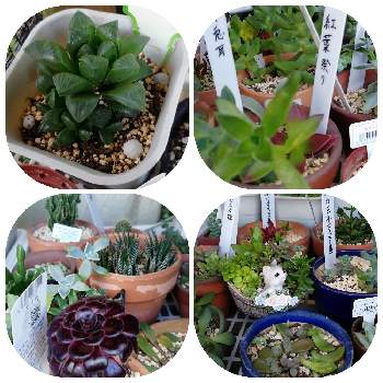 はざしっこの投稿画像一覧 Greensnap グリーンスナップ