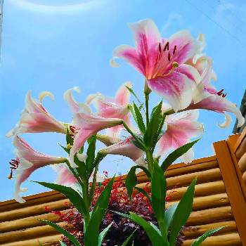 良い香りの花の画像 by かのんさん | 小さな庭とチーム東京とGSの皆さまに感謝♡とピンク！ピンク！ピンク！と良い香りの花とピンク❤︎ピンクと２０２０年５月同期とユリ・トライアンフェータとピンク大好きとテッポウユリ⚪と平和を願う☆と青い空