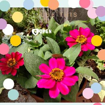 ㊗️くまるさん700picの画像 by こぺんちゃんさん | 小さな庭とガザニアとピンクの花とはなのある暮らしとピンクワールドへ ようこそと花いろいろとこぺん気まぐれ便と明日はきっと良い日になると㊗️くまるさん700picと㊗️こぺんちゃん100picとこぺんちゃんの寄せ植えと㊗️こぺんちゃん170pic