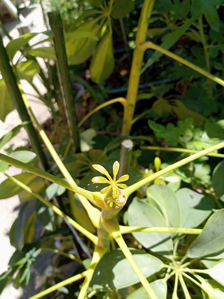 カポックの投稿画像 by あみさん｜小さな庭とかわいい と癒やしとかわいい と癒やし (2022月7月8日)｜🍀GreenSnap（グリーン