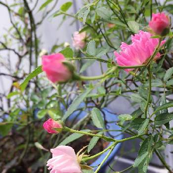 癒されて〜の画像 by 磯さんさん | 金曜日の蕾たちと庭に咲く花とピンクの花と癒されて〜とミニバラ鉢植えと私のガーデニングと手作りの庭とフローランド(ほほえみ)と花のある暮らしとかわいらしいと小さなお庭と可愛いね♡