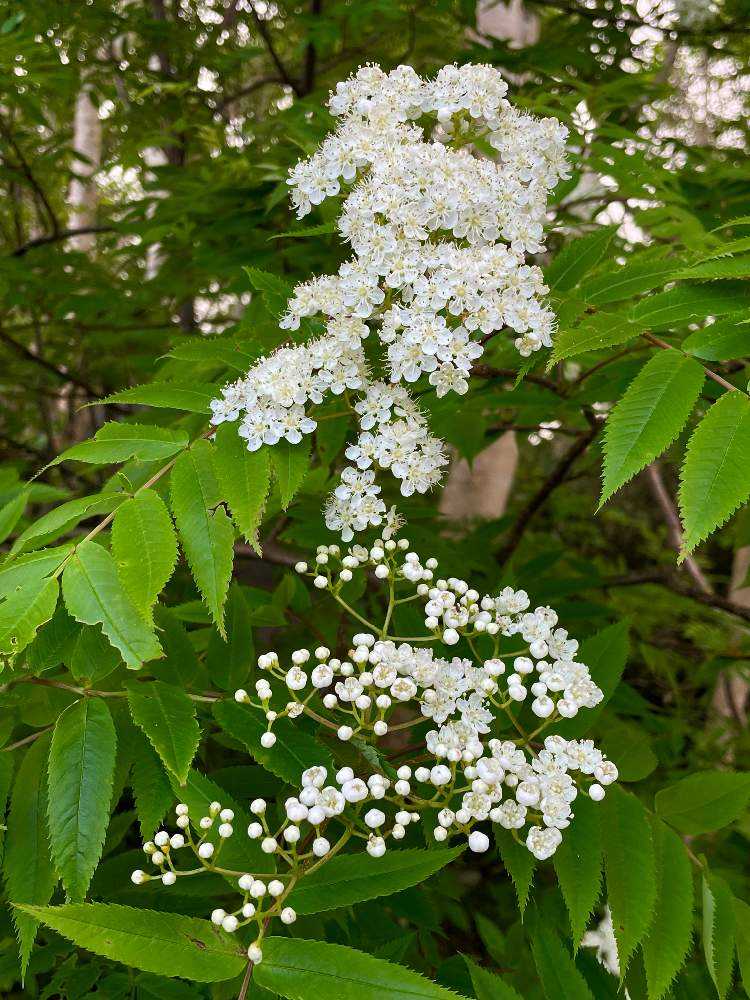 花の百名山*富良野岳⛰、登りました~♪🥾|🍀GreenSnap 花の百名山*富良野岳⛰、登りました~♪🥾|🍀GreenSnap