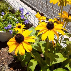 ルドベキア トトゴールド,スーパートレニア・カタリーナブルーリバー,夏の花,小さな花壇,組み合わせの画像