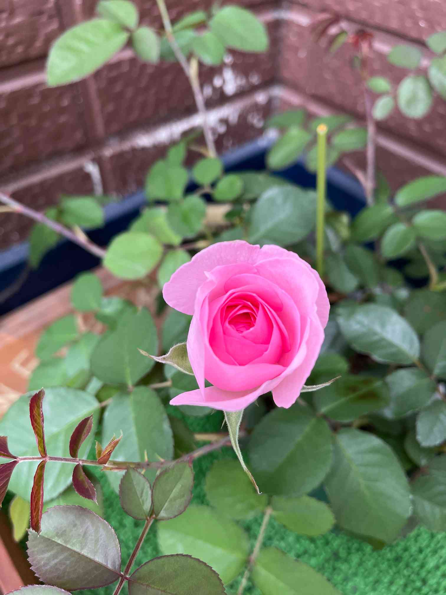 蕾つき「ガートルードジェキル」10号鉢 ガートルードジェキル：成長