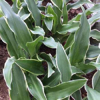 素敵な花言葉の投稿画像一覧 Greensnap グリーンスナップ