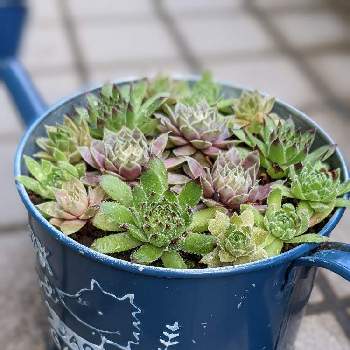 センペルビュームの投稿画像一覧 Greensnap グリーンスナップ