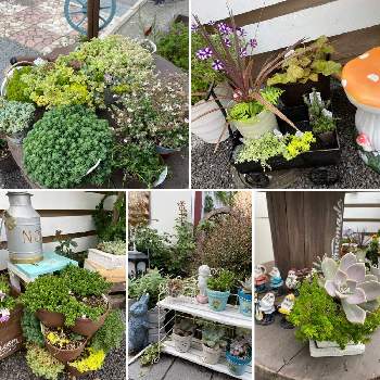 北側玄関の投稿画像一覧 Greensnap グリーンスナップ