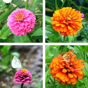 蝶々の画像 by ❀ Mick ❀さん | ジニア（百日草）と植物のある暮らしと庭の花と花のある生活と蝶々とおうち園芸と今日の一枚とジニア❁とガーデニングと花のある暮らしとジニア百日草