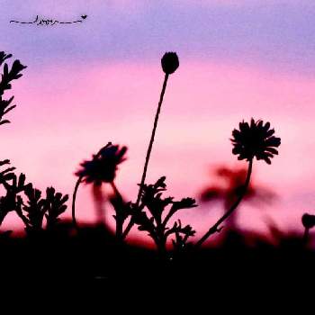 夕陽に照らされての画像 by Hana★さん | 夕陽に照らされてと夕焼けと空が好き♪と寄せ植えと自然大好きとずっと見ていたいと薔薇が好き❤と1日の終わりにと平和を願う☆と夕景と花が好きとカメラ好き☆