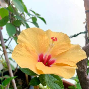 スペインの投稿画像一覧 Greensnap グリーンスナップ