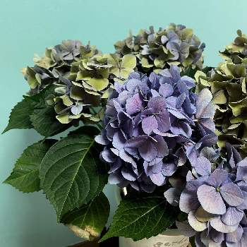 スクロール ハイドランジア ブルーサンセットの投稿画像一覧 Greensnap グリーンスナップ