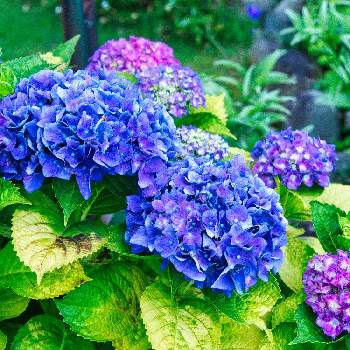 ガクアジサイ✨の画像 by igaさん | 広い庭と紫陽花 アジサイ あじさいとガクアジサイ✨と紫陽花 エンドレスサマーとおうち園芸