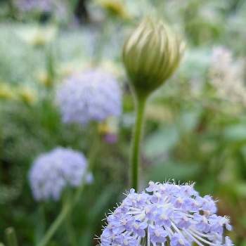 ブルーレースフラワーの投稿画像一覧 Greensnap グリーンスナップ