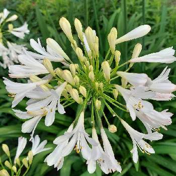 アガパンサス    白の画像 by カマンベールさん | 小さな庭とアガパンサス    白とアガパンサスとつぼみと白い花とアガパンサス❇︎