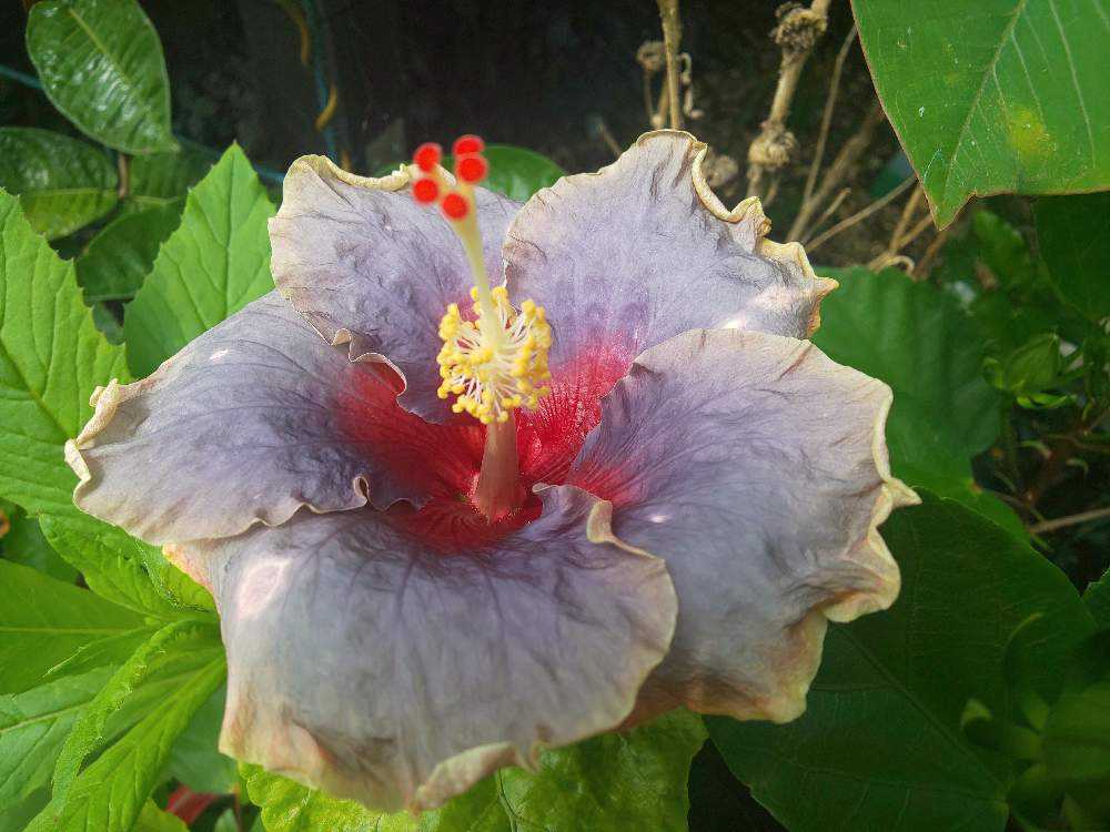 ハイビスカス 記録用｜🍀GreenSnap（グリーンスナップ）