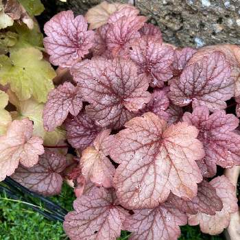 ヒューケラの投稿画像一覧 Greensnap グリーンスナップ