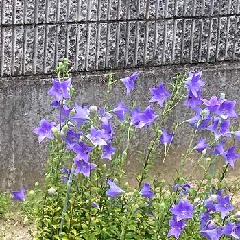 花壇の花の画像 by manabeさん | お出かけ先とキキョウと桔梗（ききょう）とキキョウの花と薄紫色の花と花壇の花と愛しの紫とキキョウ科と多年生草本植物