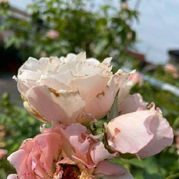 四季咲きの投稿画像一覧 Greensnap グリーンスナップ