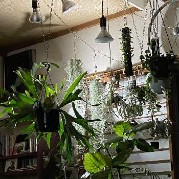 部屋を飾るの画像 by yamaさん | 部屋とビカクシダ ネザーランドと着生植物と観葉植物とボタニカルライフと窓辺の植物たちと ビカクシダと癒し空間と部屋を飾るとシダ植物と霧吹きとインテリアグリーン